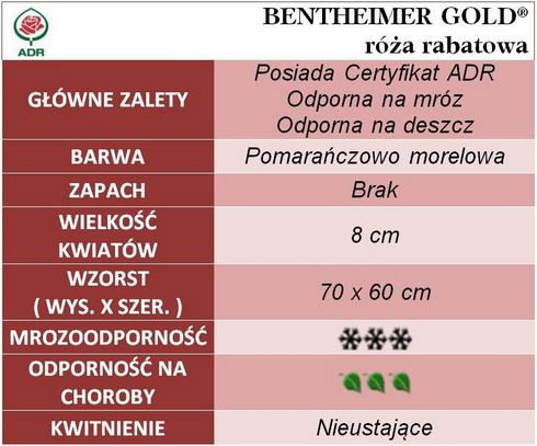 Bentheimer Gold róże rabatowe gł. zal